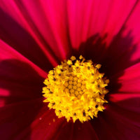 Cosmos- Sensation Dazzler