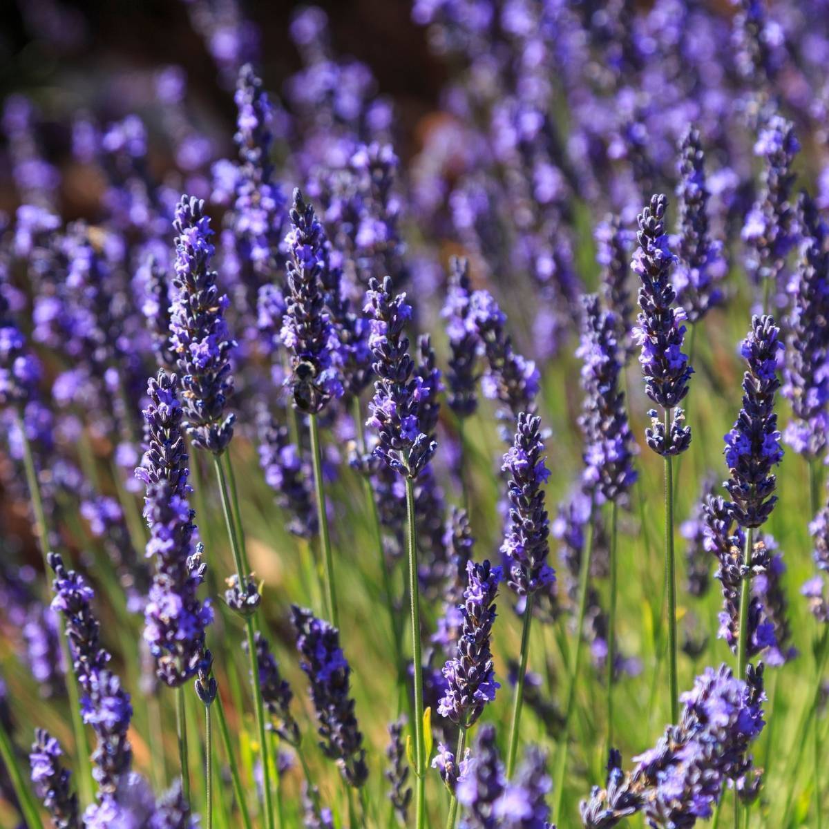 Lavender- Spira
