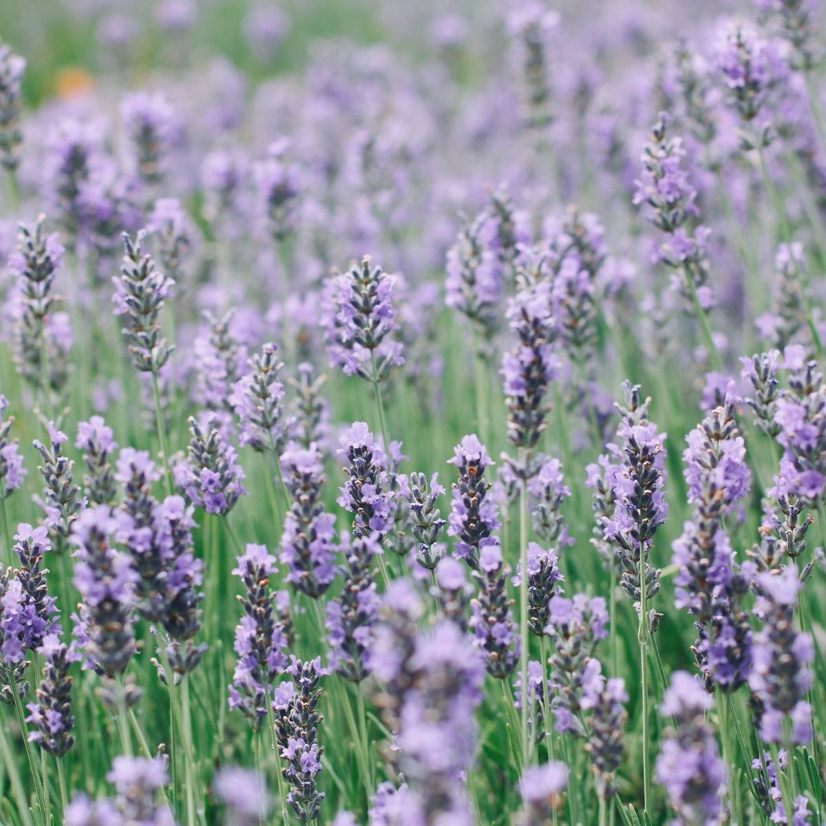 Lavender- Munstead