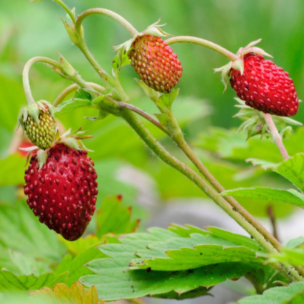 Strawberry- Alpine