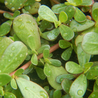 Purslane- Green