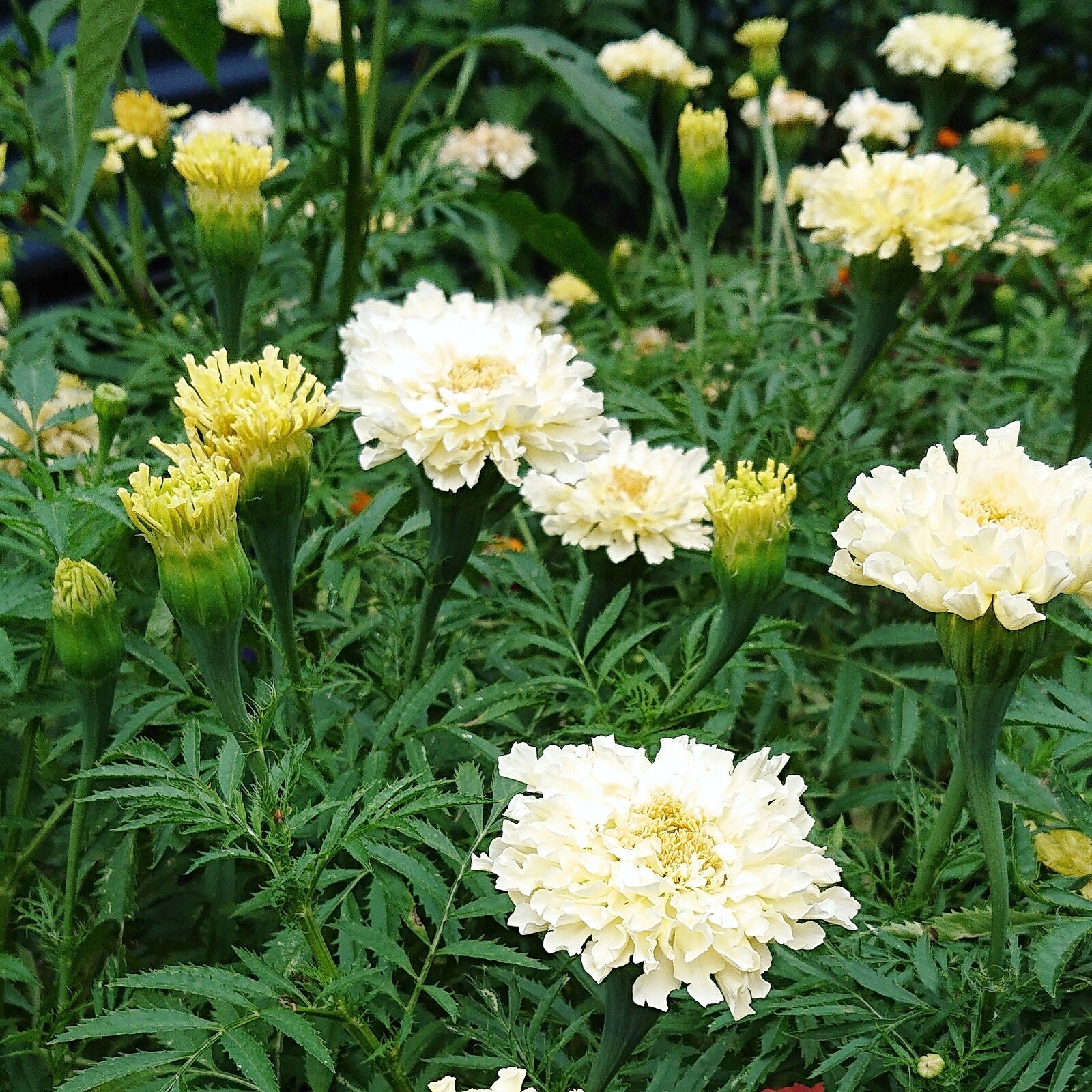Marigold, African- Kilimanjaro White