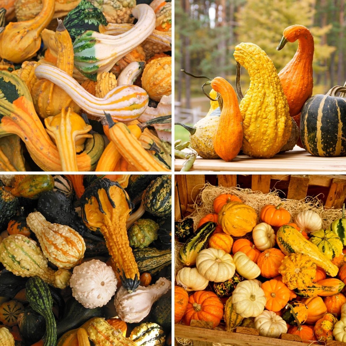 Gourd- Small Warted Mix