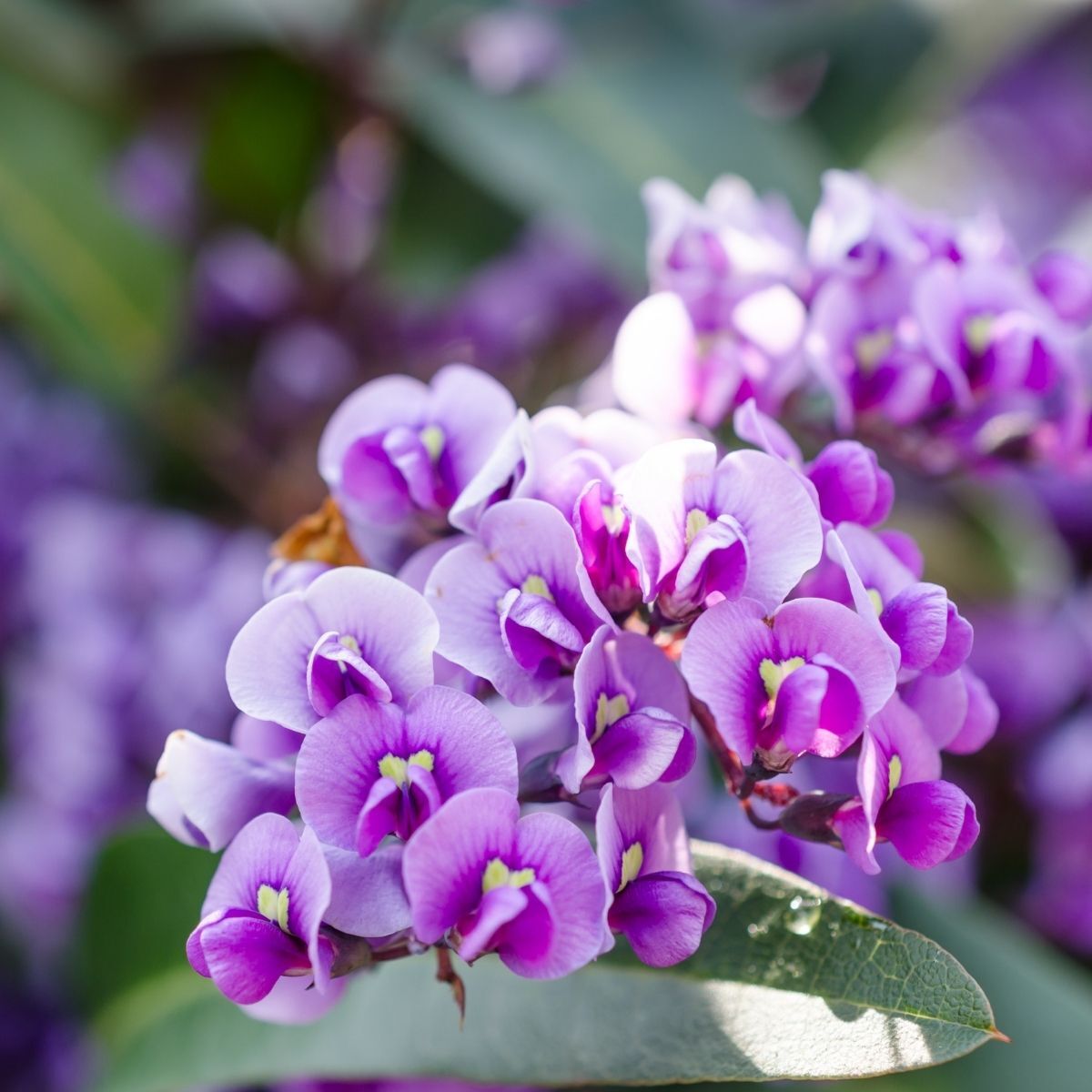 Hardenbergia- Purple