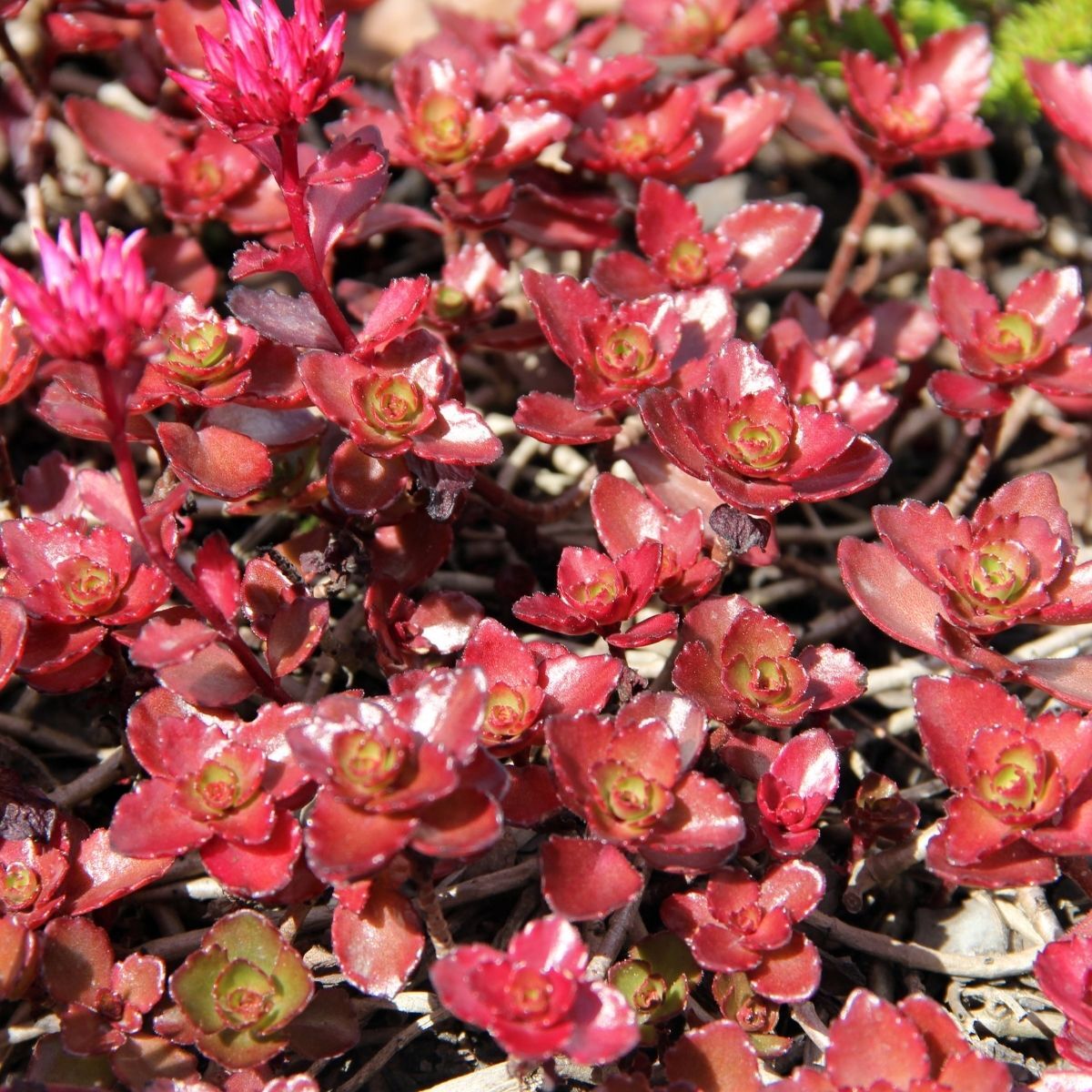 Sedum- Purple Carpet