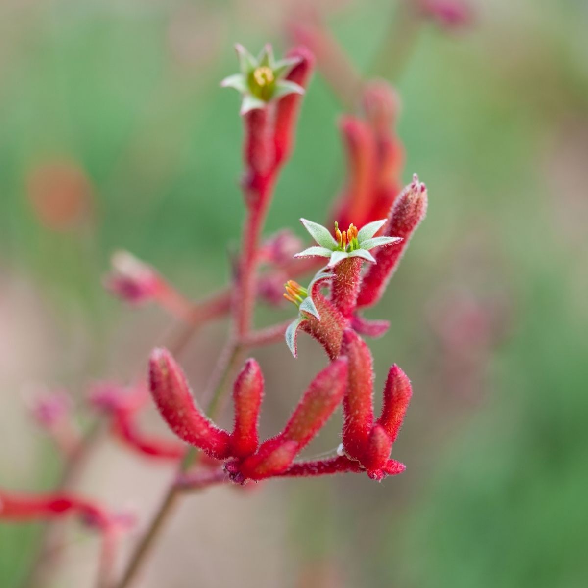 Kangaroo Paw- Red