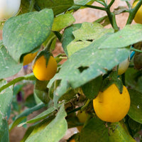 Eggplant- Golden Eggs