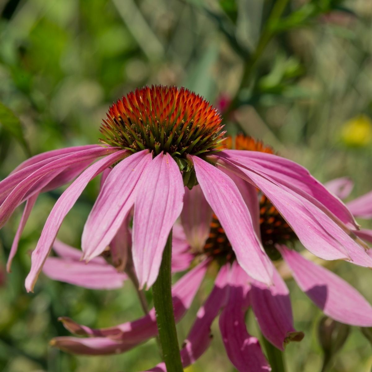 Echinacea- Narrow Leaf Coneflower