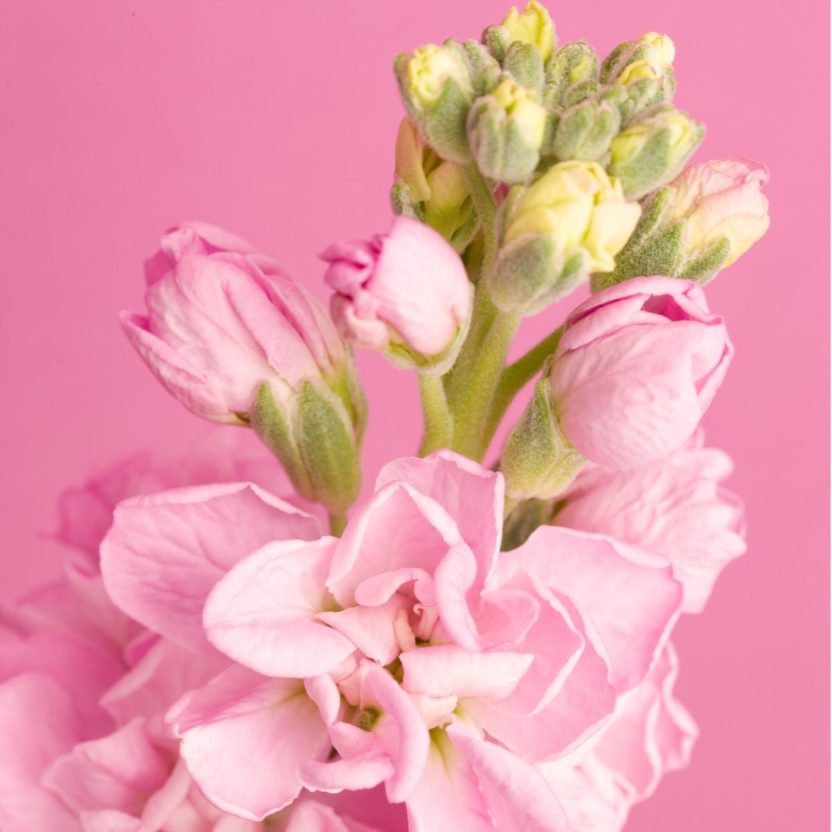 Stock- Giant Column Pacific Pink