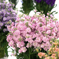 Stock- Giant Column Pacific Pink