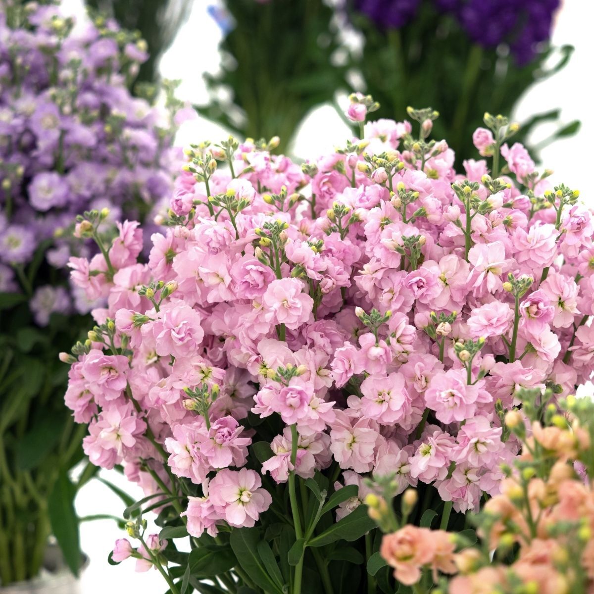 Stock- Giant Column Pacific Pink