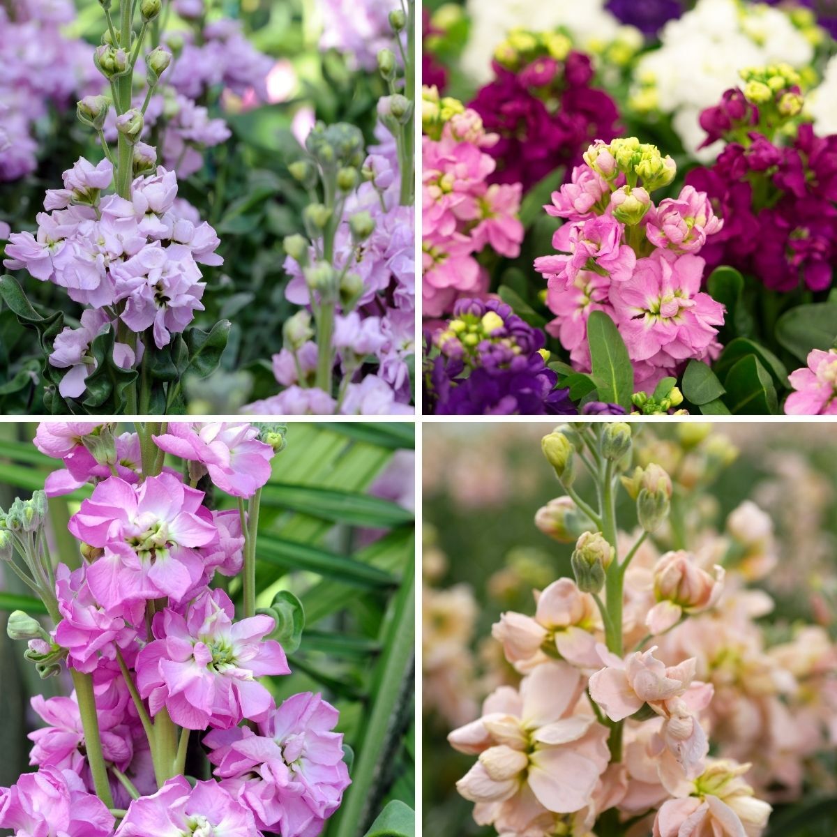 Stock- Dwarf 10-week Mix