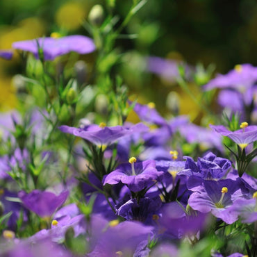 Cupflower- Purple Robe