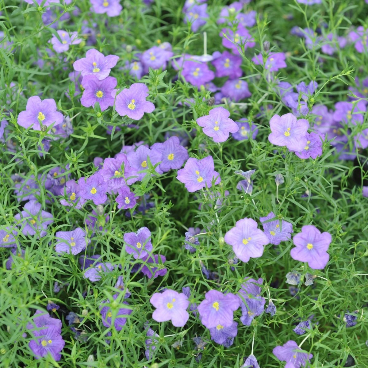 Cupflower- Purple Robe