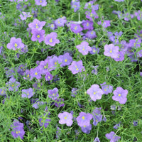 Cupflower- Purple Robe