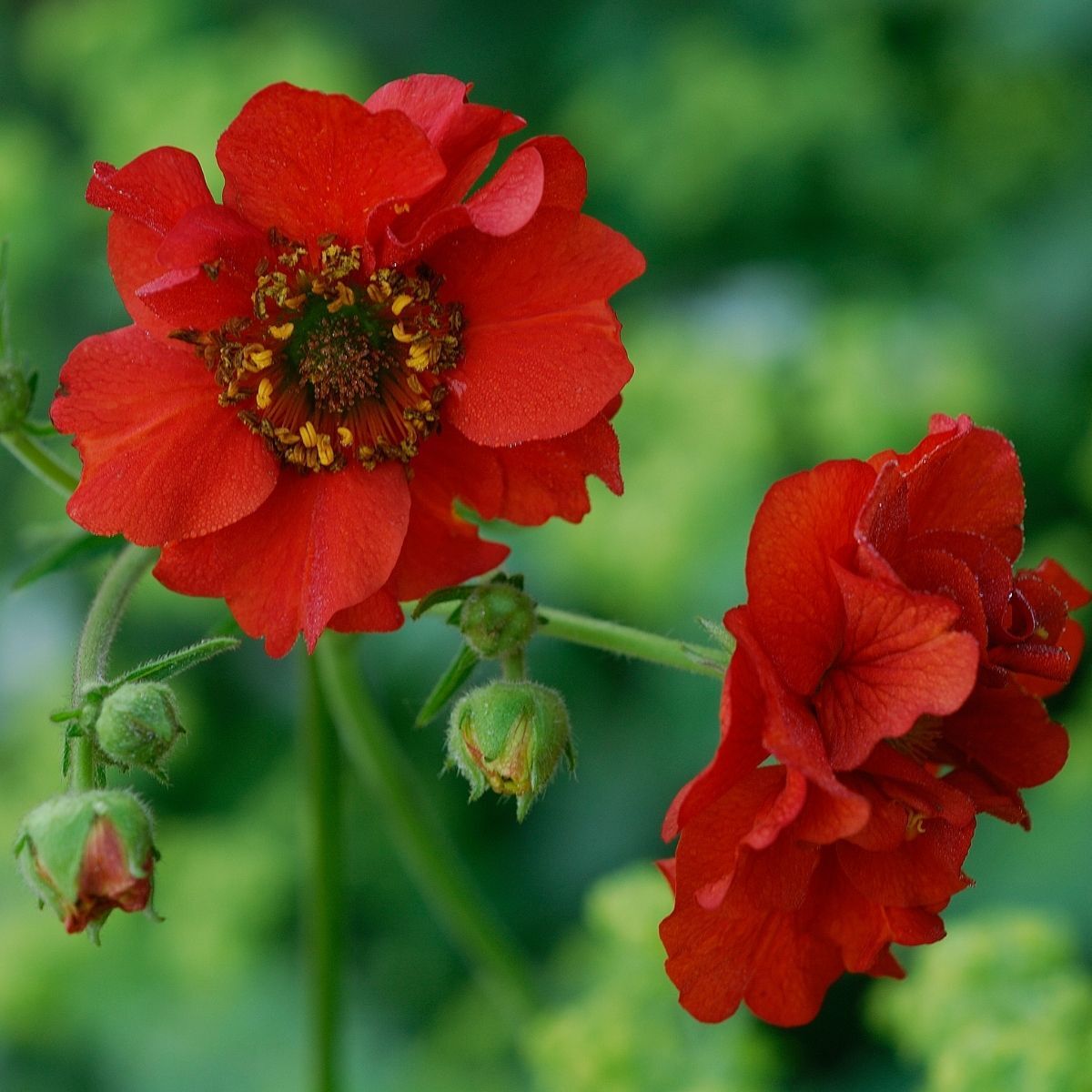 Geum- Mrs Bradshaw