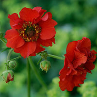 Geum- Mrs Bradshaw