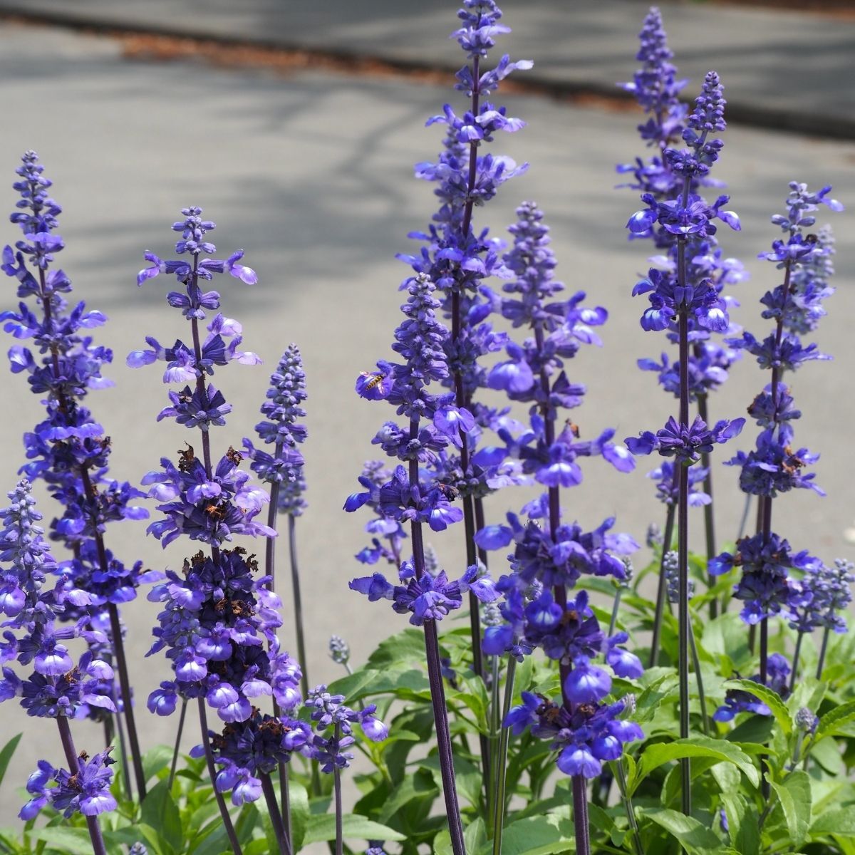 Salvia- Blue Victory