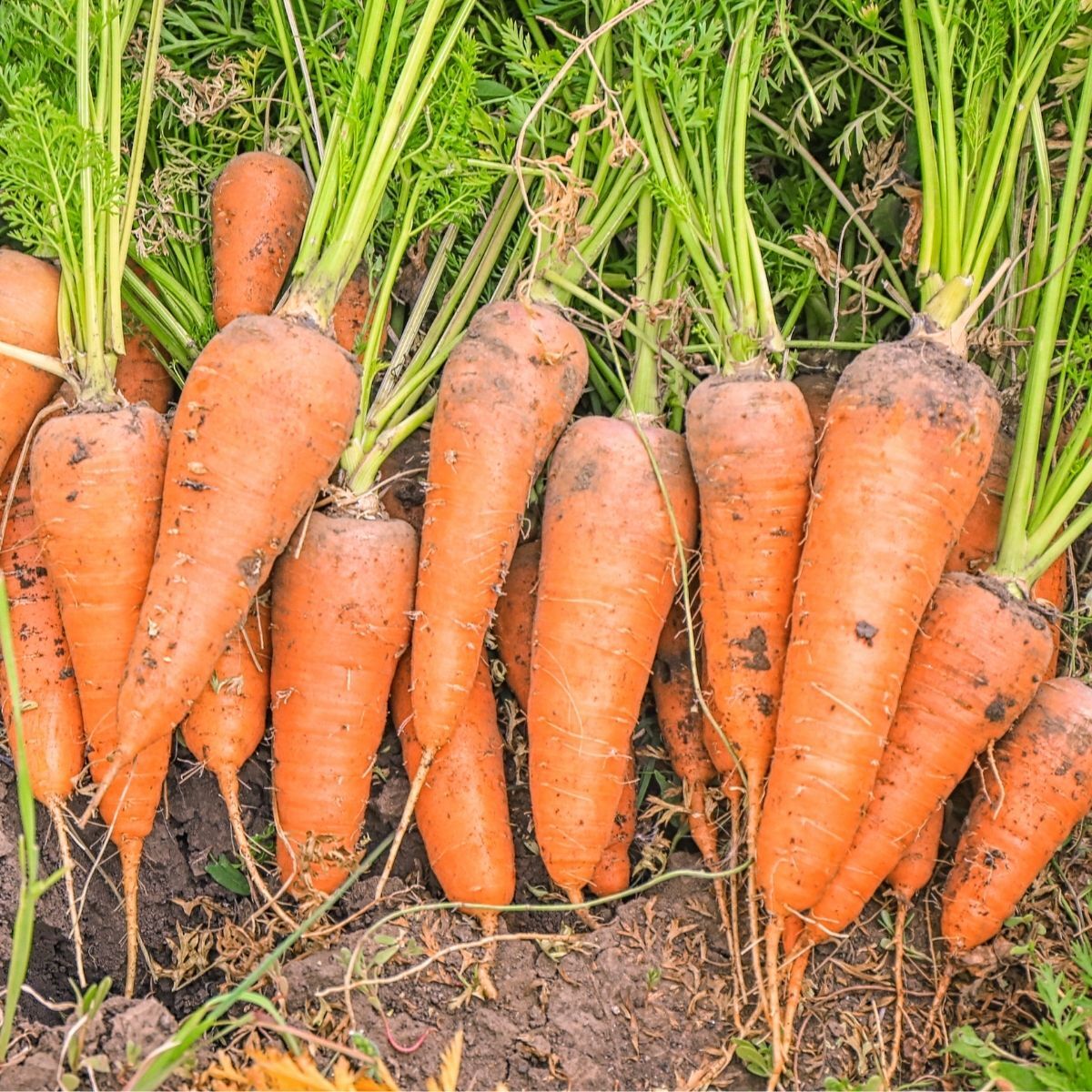 Carrot- Chantenay Royal