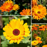 Calendula- Fiesta Gitana Mix