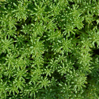Sedum- Lizard of Madagascar