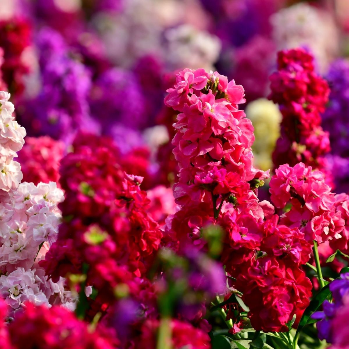 Stock- Giant Column Pacific Crimson