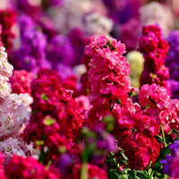 Stock- Giant Column Pacific Crimson