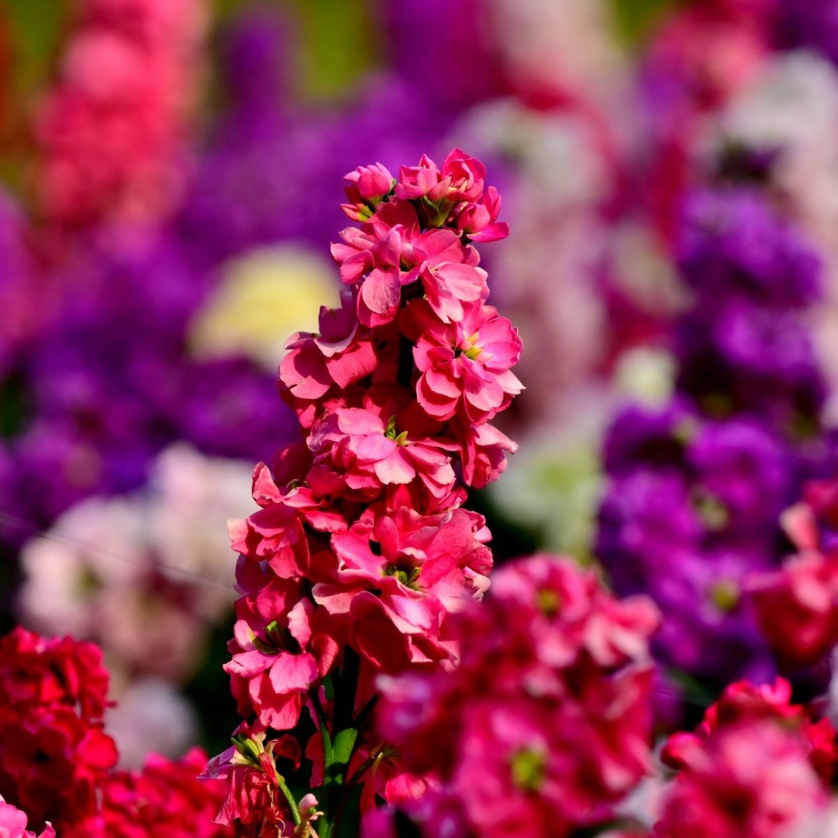 Stock- Giant Column Pacific Crimson