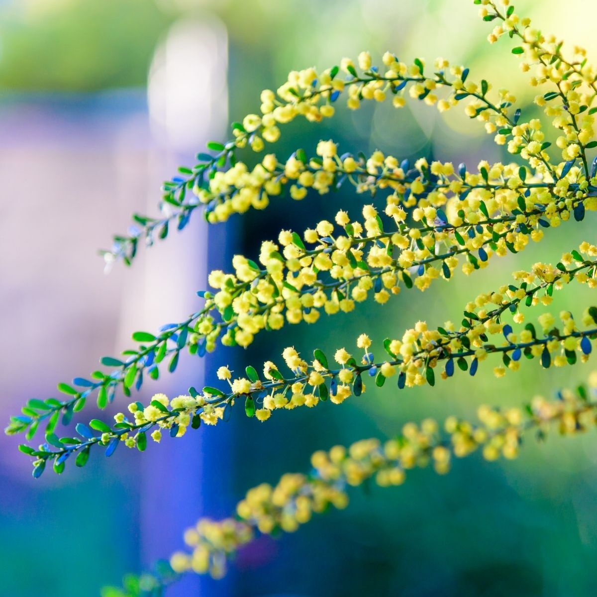 Gold Dust Wattle