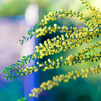 Gold Dust Wattle