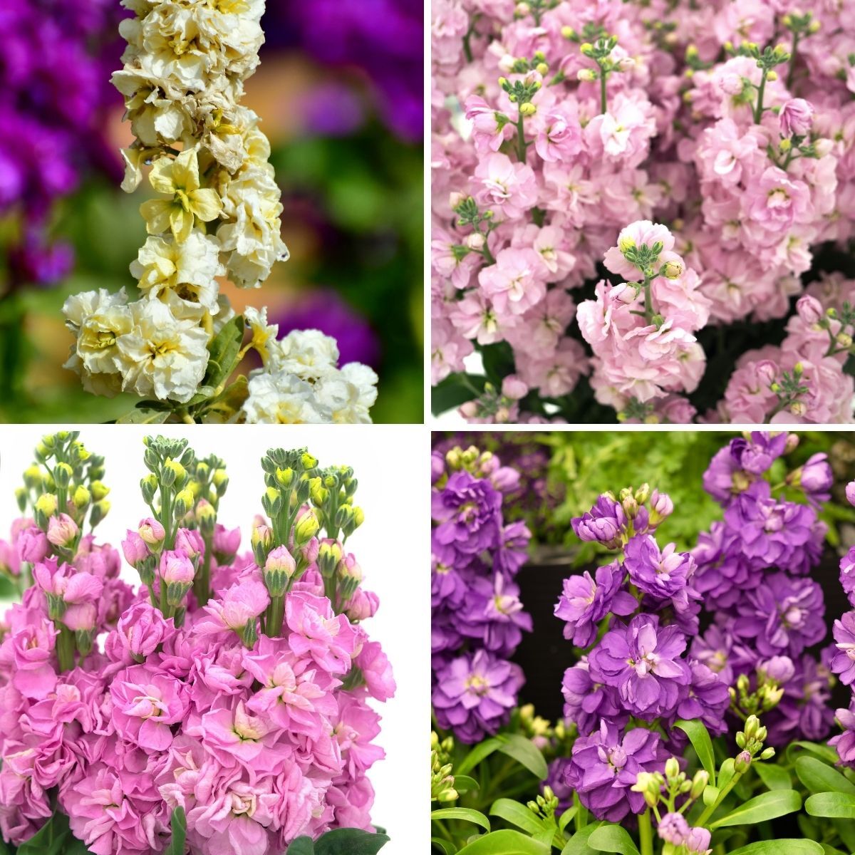 Stock- Giant Column Mix