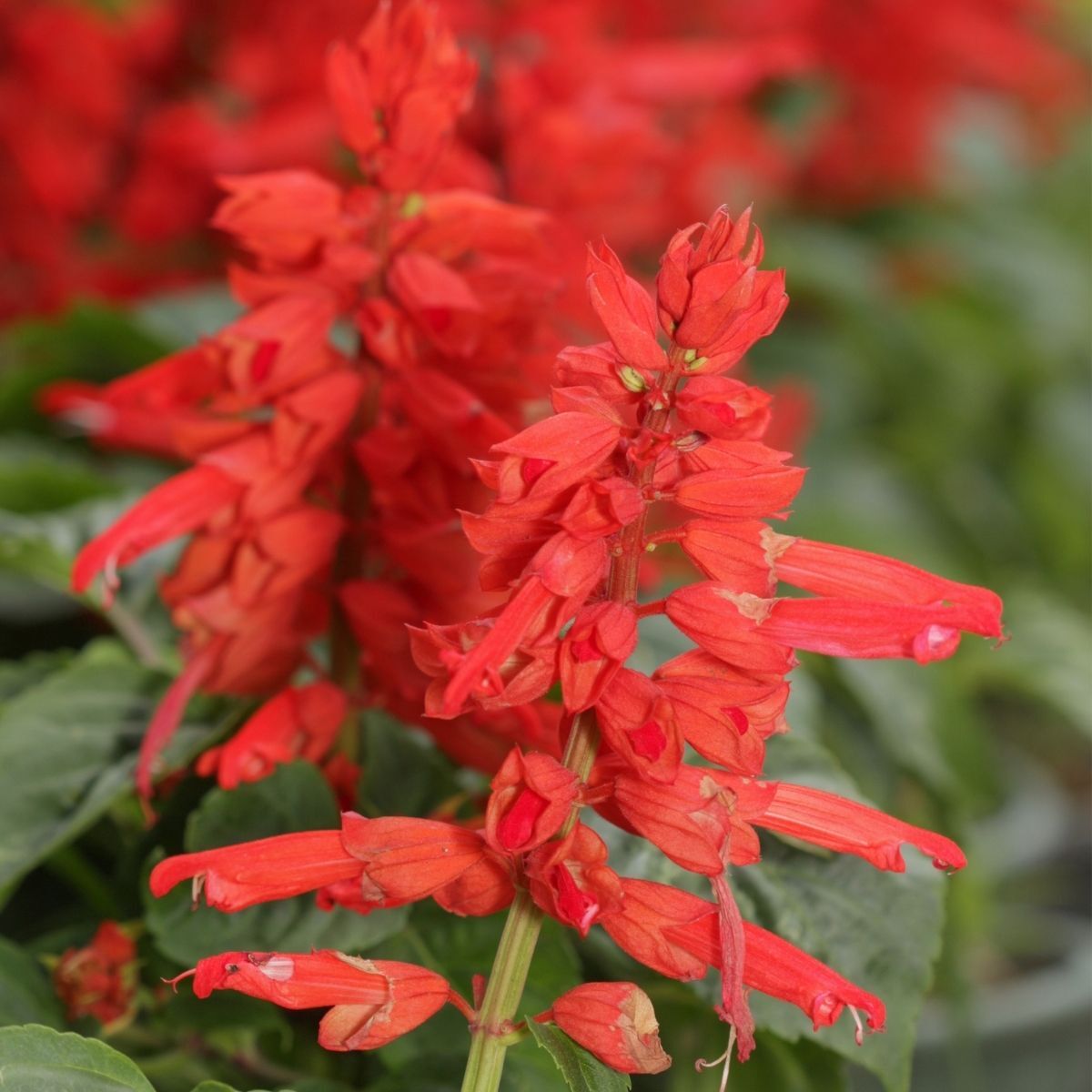 Salvia- Red Rocket