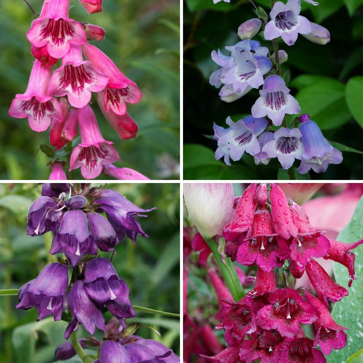 Penstemon- Compact Mix