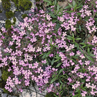 Soapwort- Pink Beauty