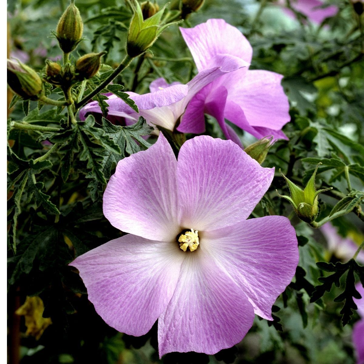 Native Hibiscus