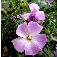 Native Hibiscus