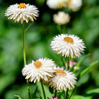 Paper Daisy- White Everlasting