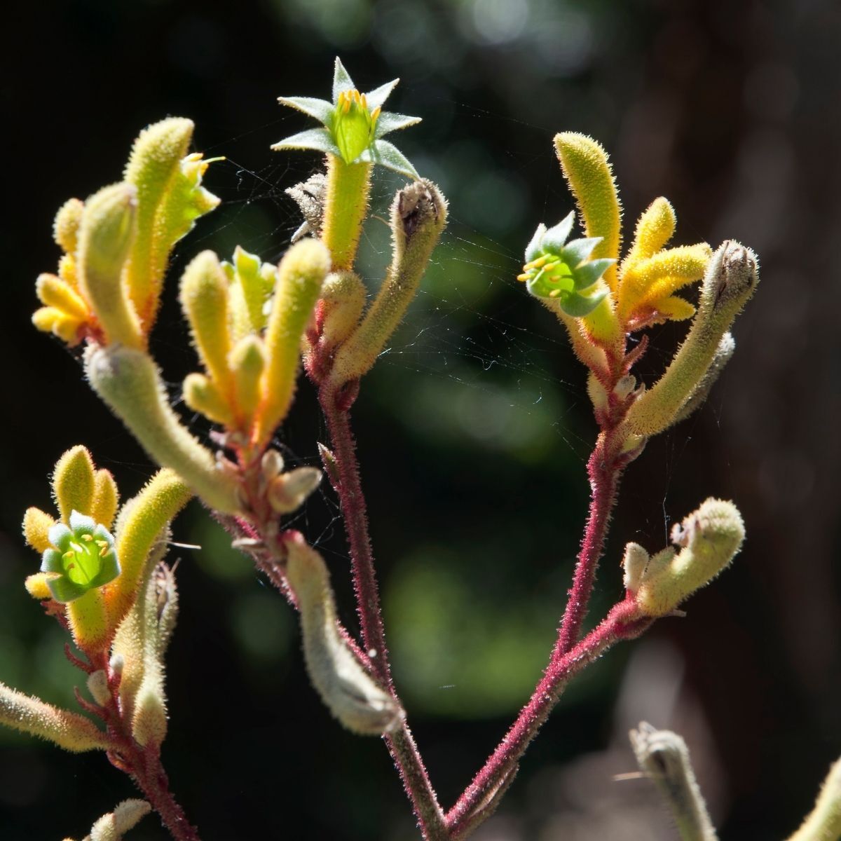 Kangaroo Paw- Green/Yellow