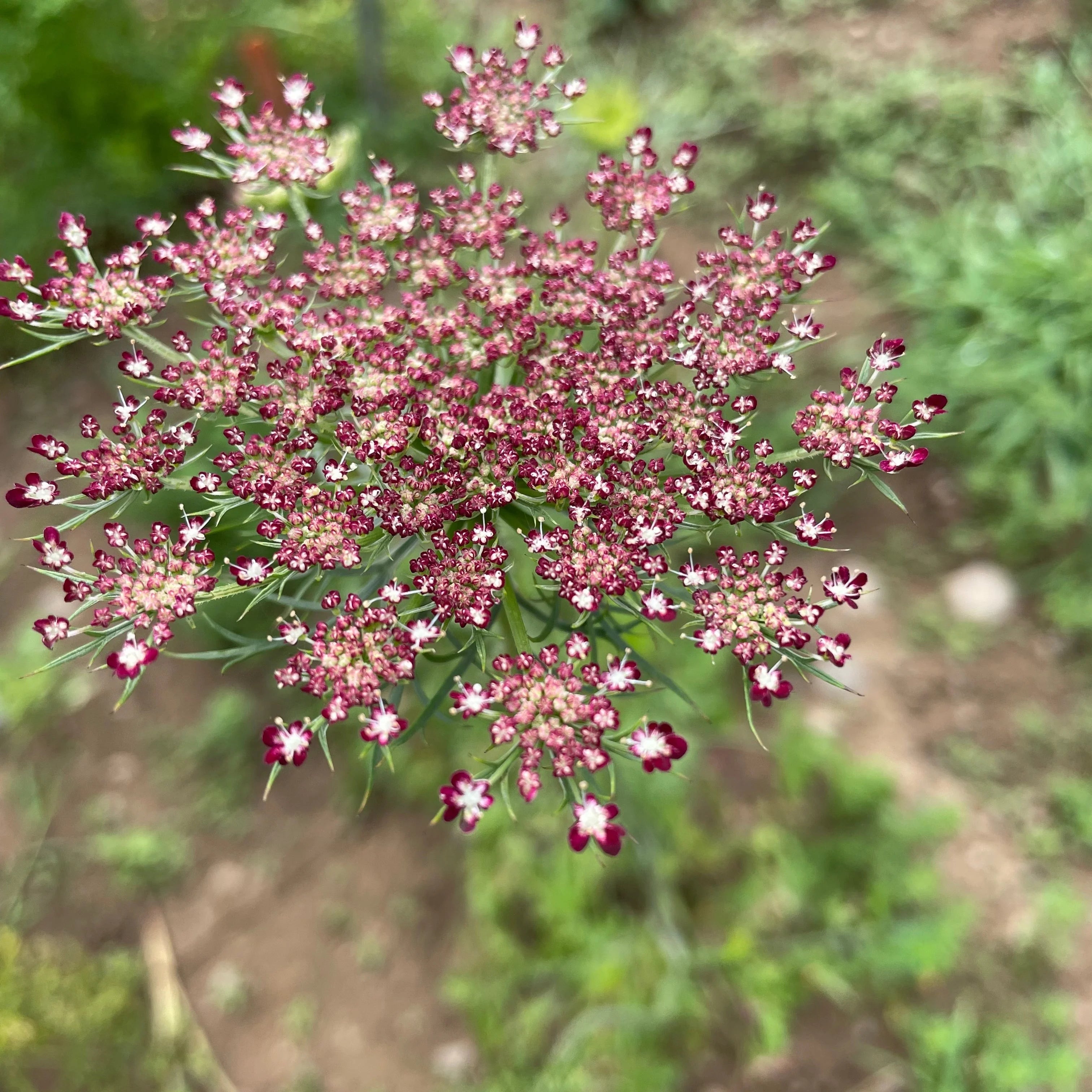 Dara – Daucus Seed