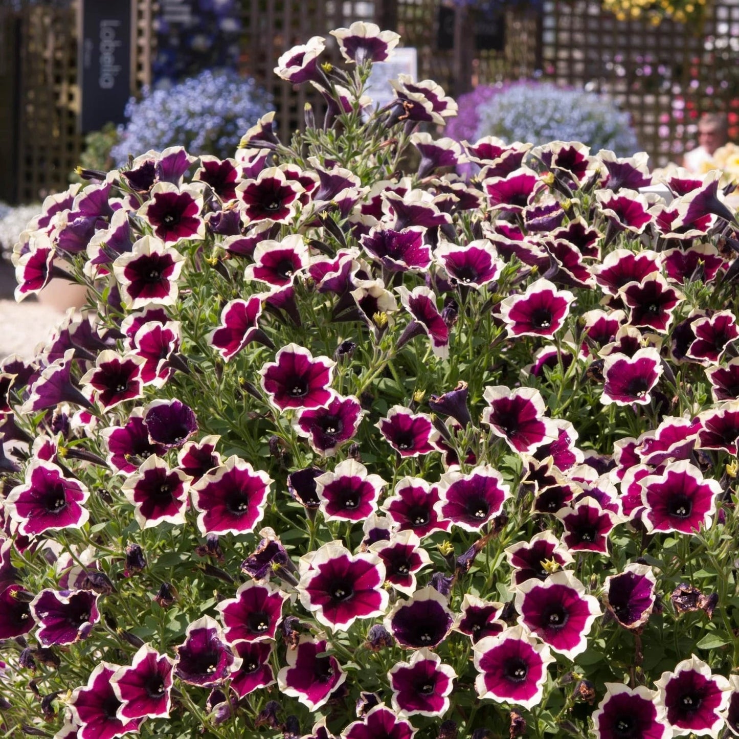 Heirloom Non-GMO Cascadia Flower Seeds for Planting – Colorful Ornamental Garden Blooms - Non-GMO for planting in home garden