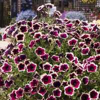 Heirloom Non-GMO Cascadia Flower Seeds for Planting – Colorful Ornamental Garden Blooms - Non-GMO for planting in home garden