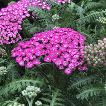 Firefly Fuchsia Yarrow