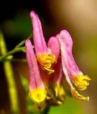Heirloom Non-GMO Pink Rock Harlequin Flower Seeds for Woodland Wildflower Garden Plantin