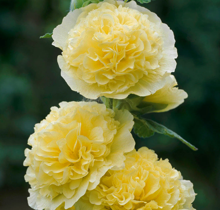 Chater's Double Yellow Hollyhock