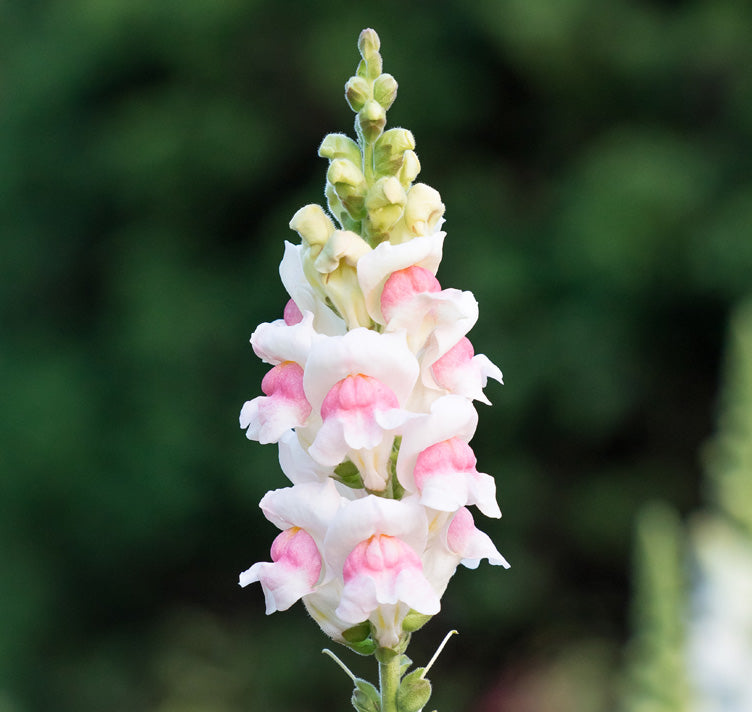 Snapdragon- Appleblossom