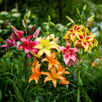 All Season Lily Mixture