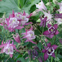Columbine Biedermeier Flower Seeds for Planting - 100