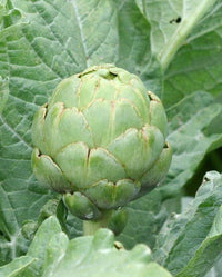 Imperial Star – Artichoke Seed