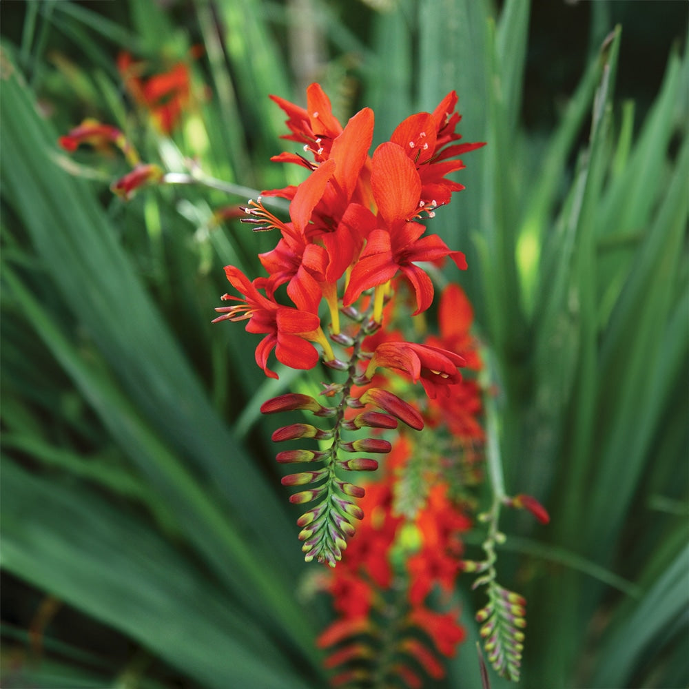 Fire King Crocosmia