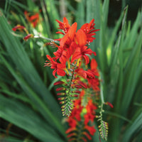 Fire King Crocosmia